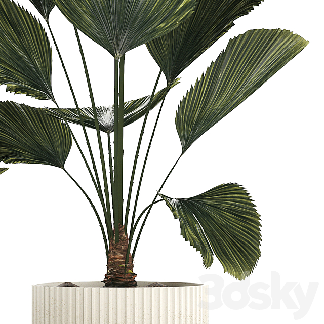 Beautiful shrub small Likuala palm tree in a white flower pot. Plant collection 1270 3DS Max Model - thumbnail 5