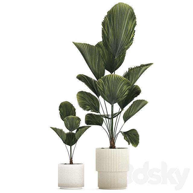 Beautiful shrub small Likuala palm tree in a white flower pot. Plant collection 1270 3DS Max Model - thumbnail 6