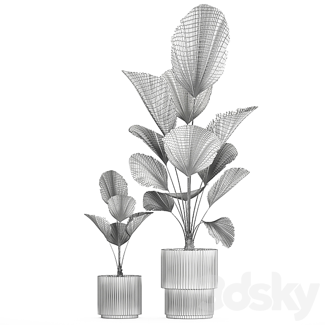 Beautiful shrub small Likuala palm tree in a white flower pot. Plant collection 1270 3DS Max Model - thumbnail 7