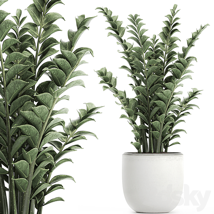 Beautiful small decorative flower in a white pot Zamiokulkas. Set 616. 3DS Max - thumbnail 1