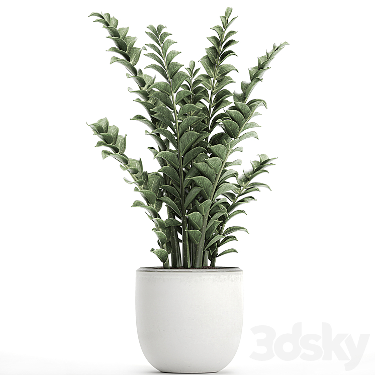 Beautiful small decorative flower in a white pot Zamiokulkas. Set 616. 3DS Max - thumbnail 2