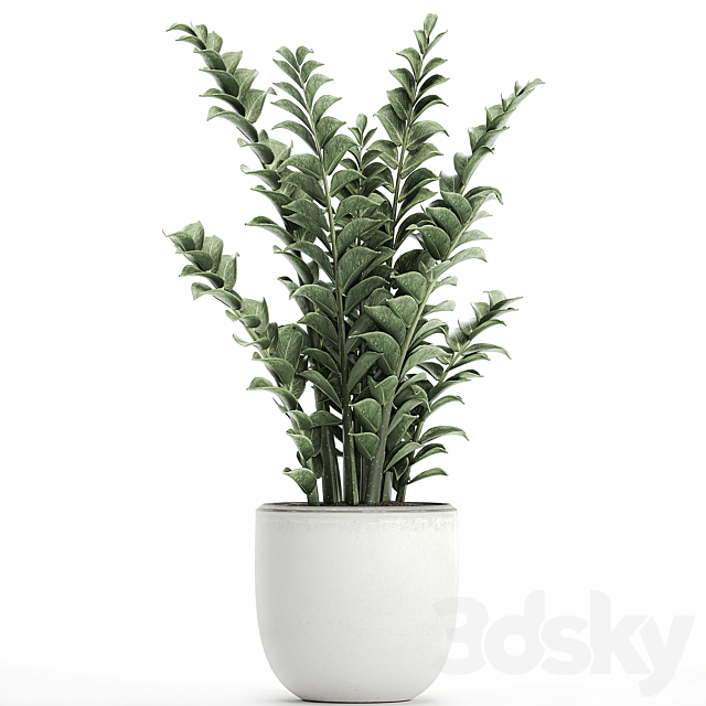 Beautiful small decorative flower in a white pot Zamiokulkas. Set 616. 3DSMax File - thumbnail 2