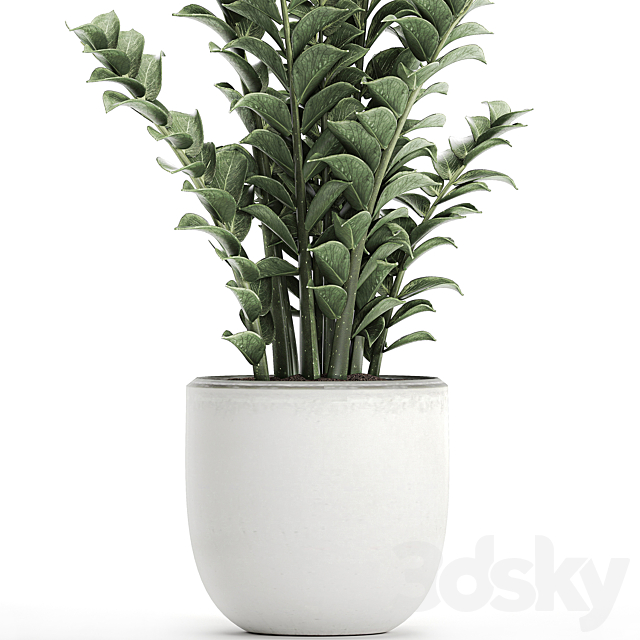 Beautiful small decorative flower in a white pot Zamiokulkas. Set 616. 3DSMax File - thumbnail 4