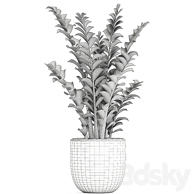 Beautiful small decorative flower in a white pot Zamiokulkas. Set 616. 3DSMax File - thumbnail 5