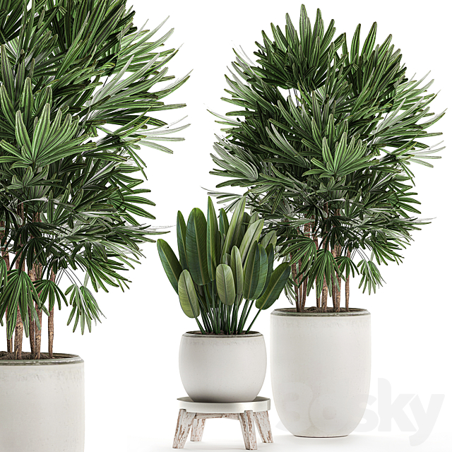 Beautiful small lush ornamental palm bushes in a white modern pot with strelitzia. Rhapis. Set 502. 3DSMax File - thumbnail 1