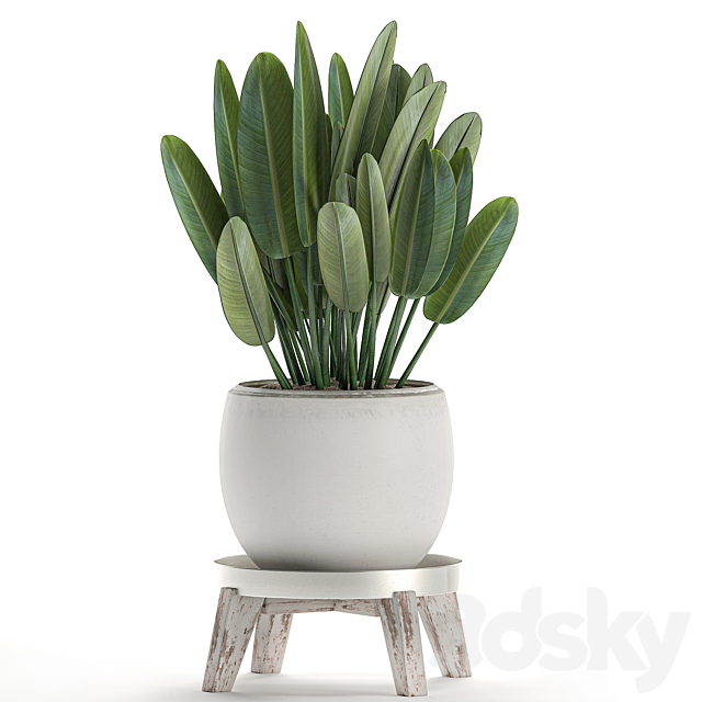 Beautiful small lush ornamental palm bushes in a white modern pot with strelitzia. Rhapis. Set 502. 3DSMax File - thumbnail 2