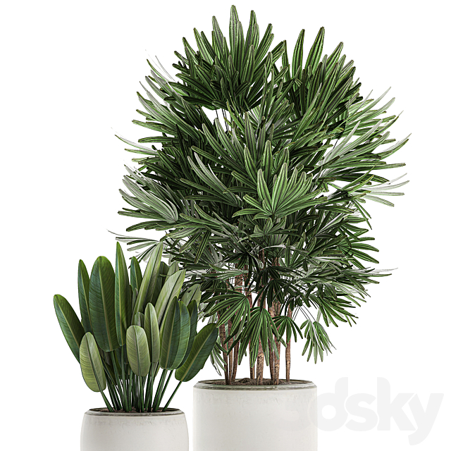 Beautiful small lush ornamental palm bushes in a white modern pot with strelitzia. Rhapis. Set 502. 3DSMax File - thumbnail 3