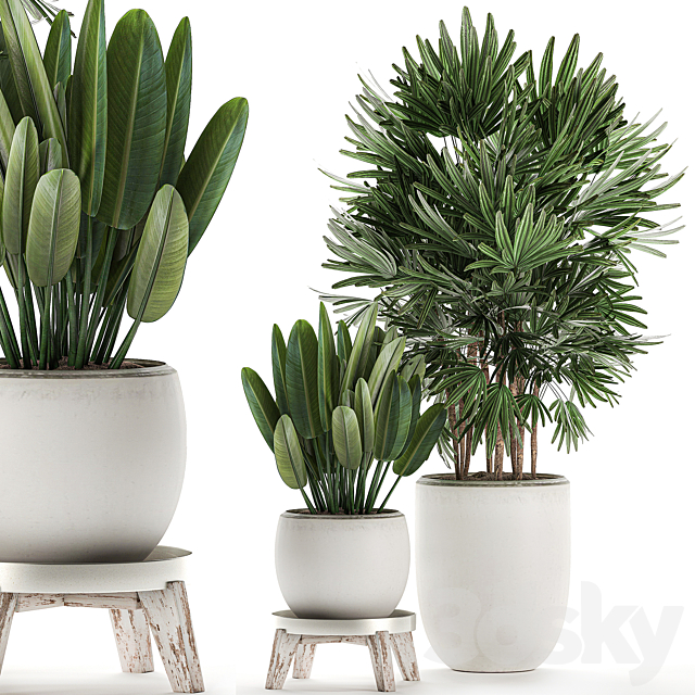 Beautiful small lush ornamental palm bushes in a white modern pot with strelitzia. Rhapis. Set 502. 3DSMax File - thumbnail 4