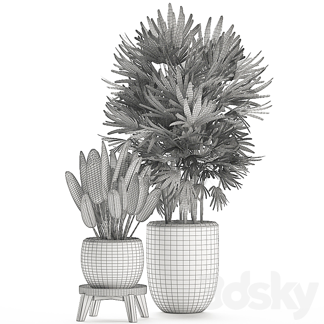 Beautiful small lush ornamental palm bushes in a white modern pot with strelitzia. Rhapis. Set 502. 3DSMax File - thumbnail 5