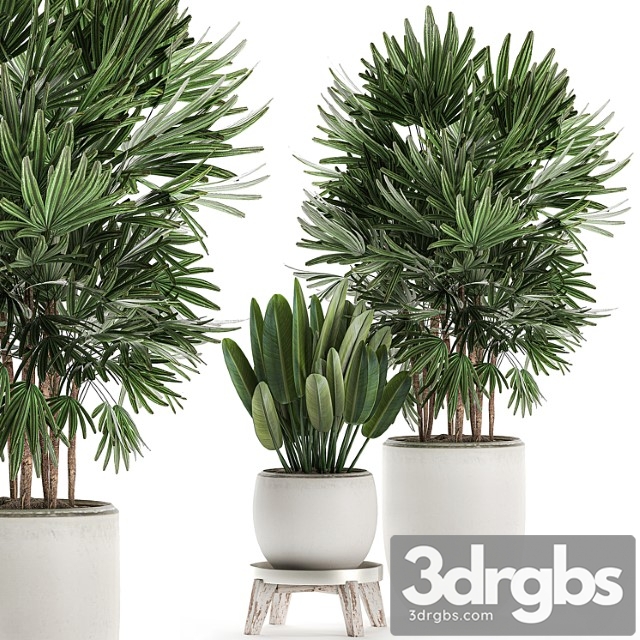 Beautiful small lush ornamental palm bushes in a white modern pot with strelitzia, rhapis. set 502. - thumbnail 1