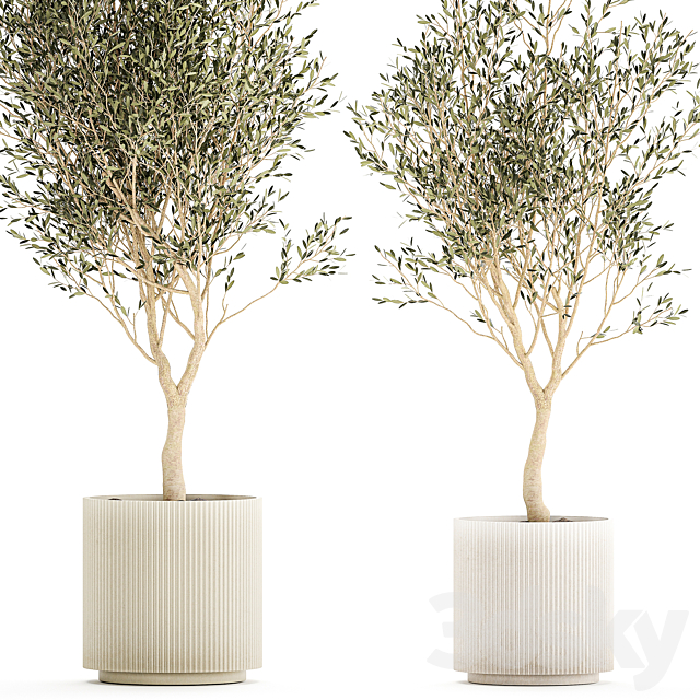 Beautiful small ornamental olive trees in a modern pot. Set of plants 1229 3DS Max Model - thumbnail 2