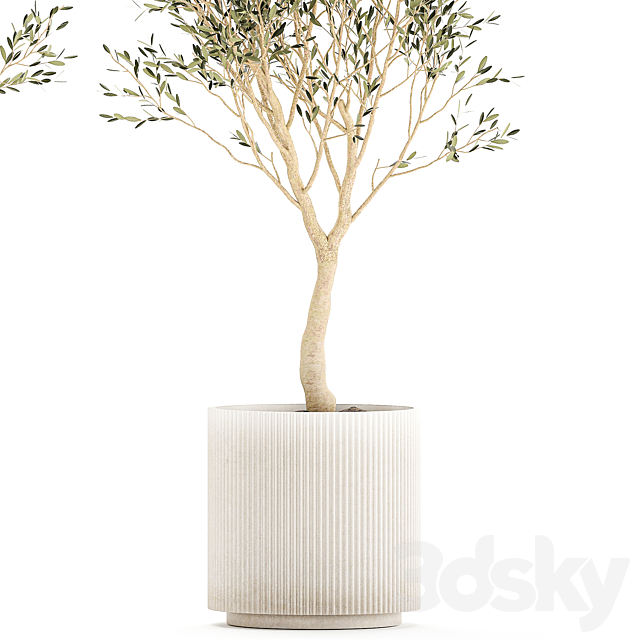 Beautiful small ornamental olive trees in a modern pot. Set of plants 1229 3DS Max Model - thumbnail 4