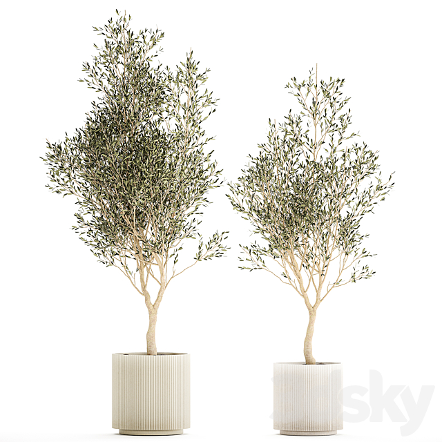 Beautiful small ornamental olive trees in a modern pot. Set of plants 1229 3DS Max Model - thumbnail 6