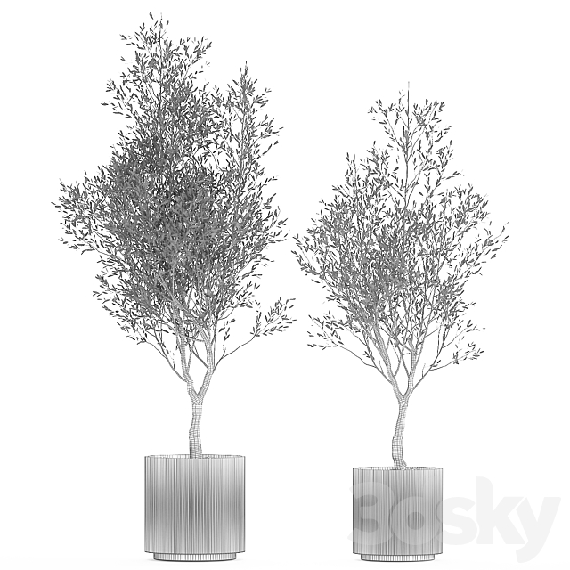 Beautiful small ornamental olive trees in a modern pot. Set of plants 1229 3DS Max Model - thumbnail 7