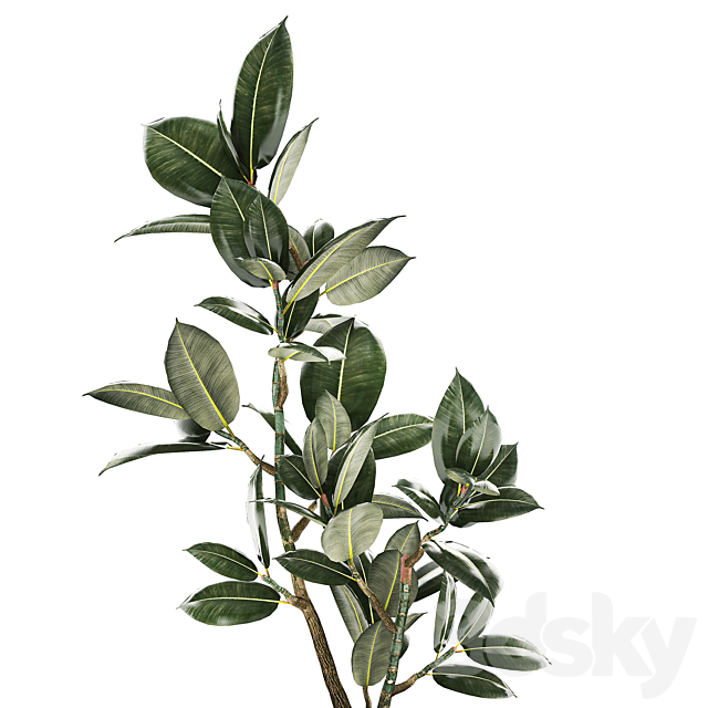 Beautiful small tree in a modern pot Ficus rubbery elastica Ficus Abidjan Ficus Robusta. 1235 3DS Max Model - thumbnail 2