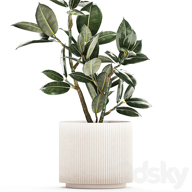 Beautiful small tree in a modern pot Ficus rubbery elastica Ficus Abidjan Ficus Robusta. 1235 3DS Max Model - thumbnail 3