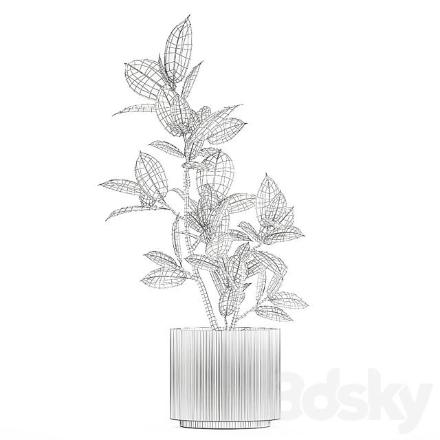 Beautiful small tree in a modern pot Ficus rubbery elastica Ficus Abidjan Ficus Robusta. 1235 3DS Max Model - thumbnail 6