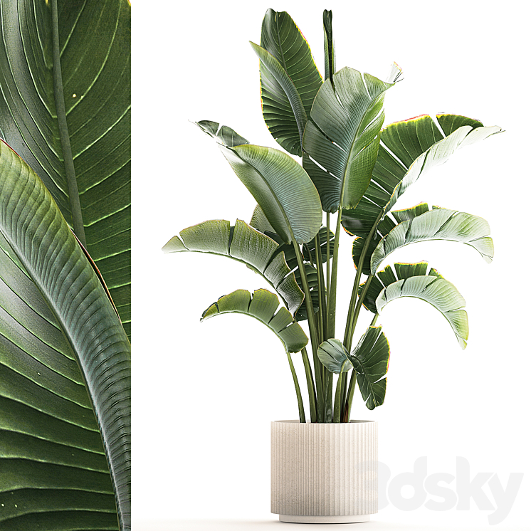 Beautiful Strelitzia in a modern flowerpot in a pot bush banana palm Ravenala. 1224 3DS Max Model - thumbnail 1