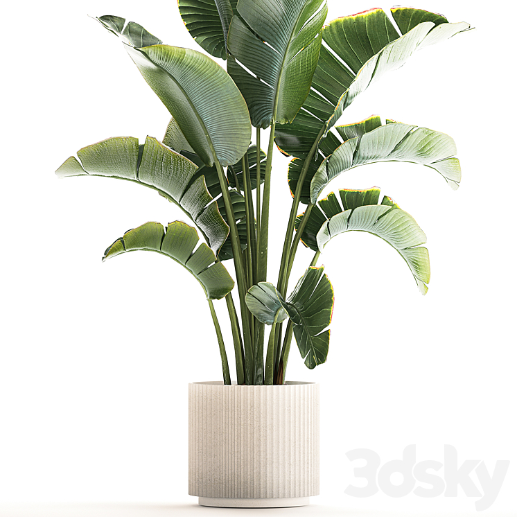 Beautiful Strelitzia in a modern flowerpot in a pot bush banana palm Ravenala. 1224 3DS Max Model - thumbnail 2