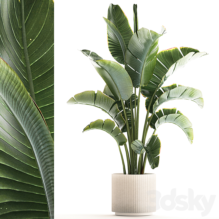 Beautiful Strelitzia in a modern flowerpot in a pot bush banana palm Ravenala. 1224 3DS Max - thumbnail 1