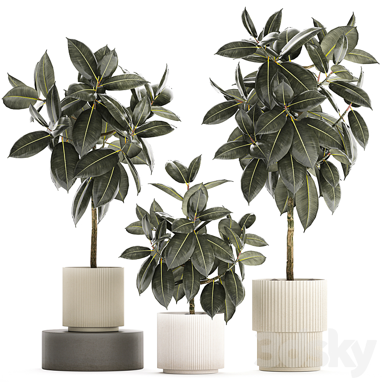 Beautiful tree in a pot Ficus rubbery elastica Ficus Abidjan Ficus Robusta. Plant collection 1243 3DS Max - thumbnail 1