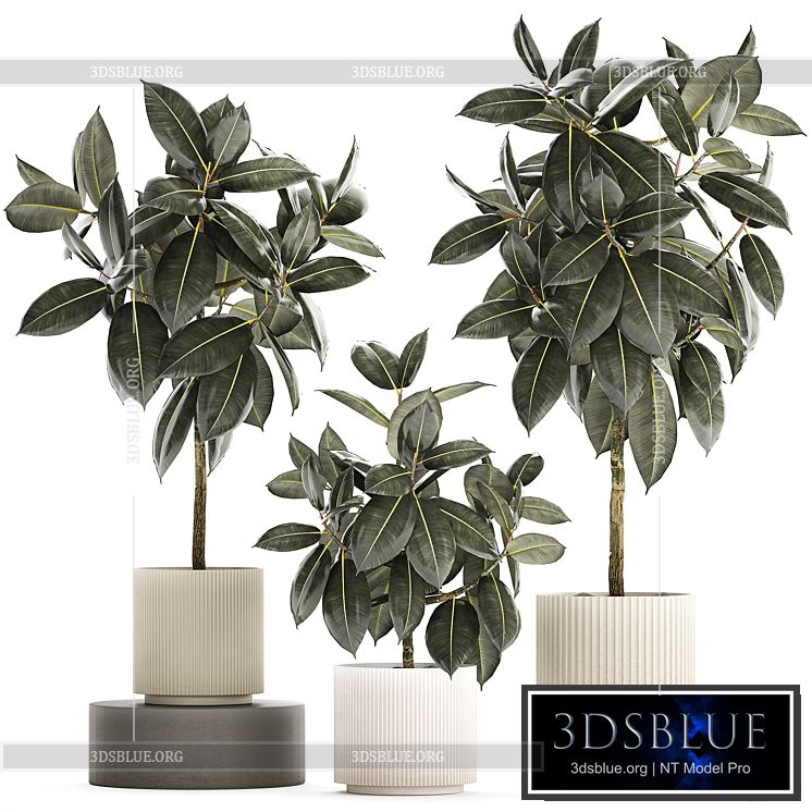 Beautiful tree in a pot Ficus rubbery elastica Ficus Abidjan Ficus Robusta. Plant collection 1243 3DS Max - thumbnail 3