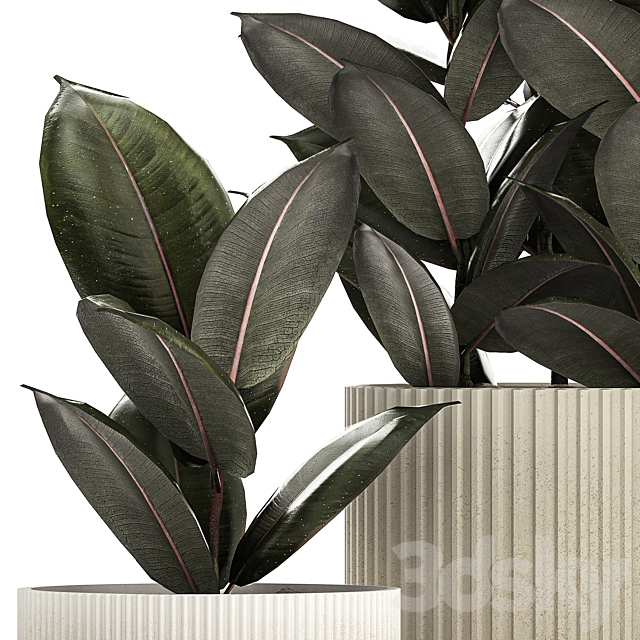 Beautiful tree in a pot Ficus rubbery elastica Ficus Abidjan Ficus Robusta. Plant collection 1246 3ds Max - thumbnail 2