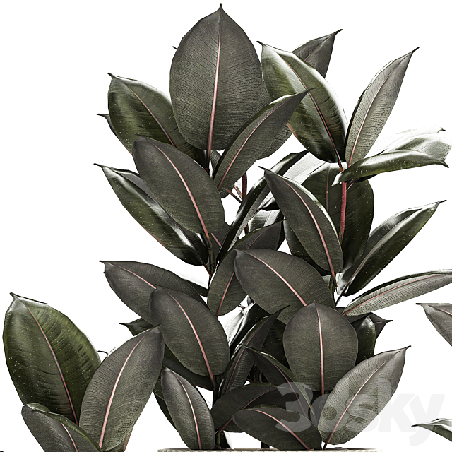 Beautiful tree in a pot Ficus rubbery elastica Ficus Abidjan Ficus Robusta. Plant collection 1246 3ds Max - thumbnail 3