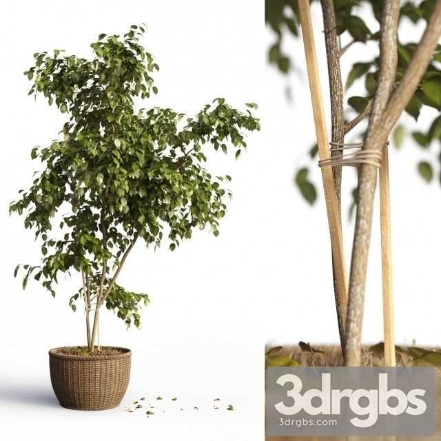 Benjamin Plant 3dsmax Download - thumbnail 1