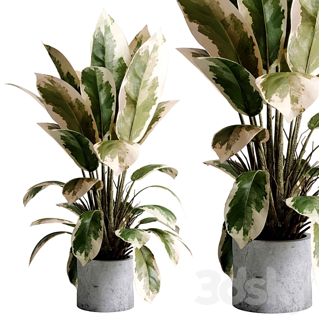 Benjamin Plant – indoor plant set 495 concrete old vase 3ds Max - thumbnail 1