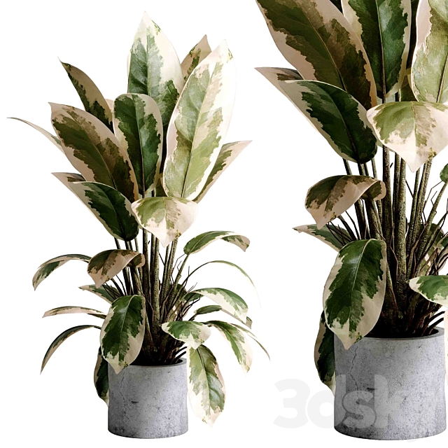 Benjamin Plant – indoor plant set 495 concrete old vase 3ds Max - thumbnail 2