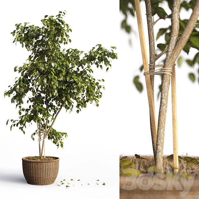 Benjamin_plant 3DSMax File - thumbnail 1