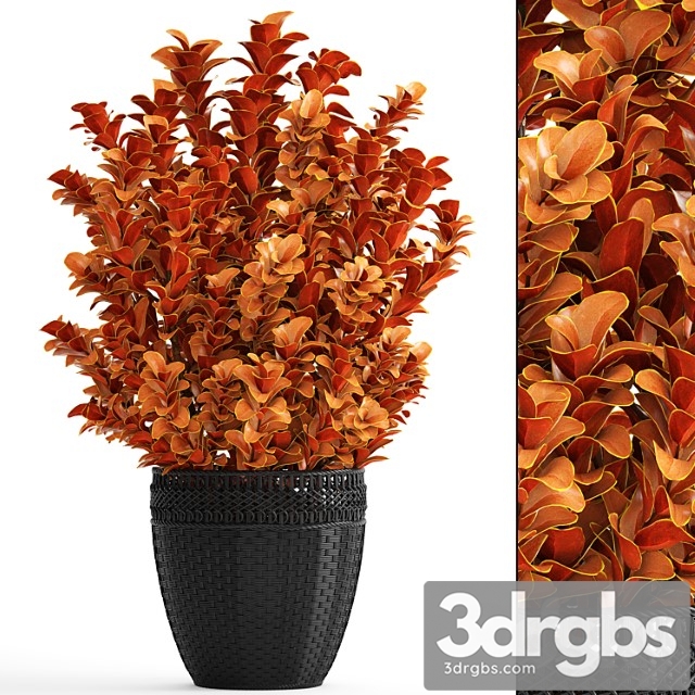 Berberis thunbergii, barberry thunberg, bushes, landscaping, garden pot, outdoor pot, bush, black basket, rattan - thumbnail 1