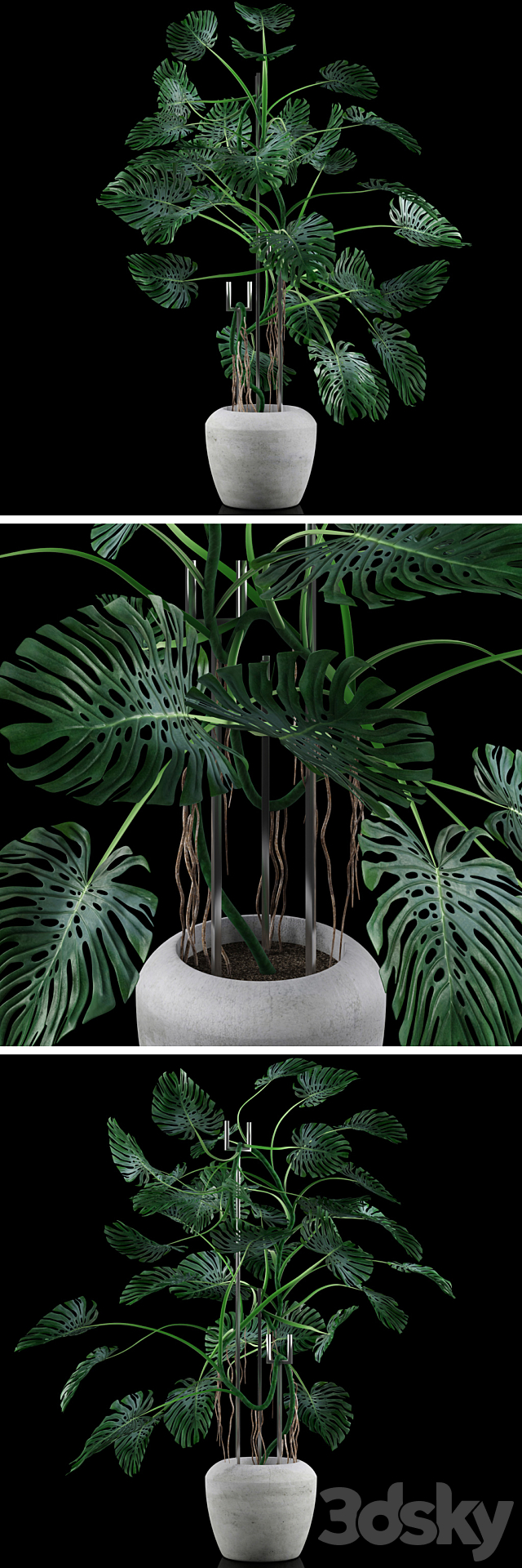 Big Monstera _ Big Monstera 3DSMax File - thumbnail 2