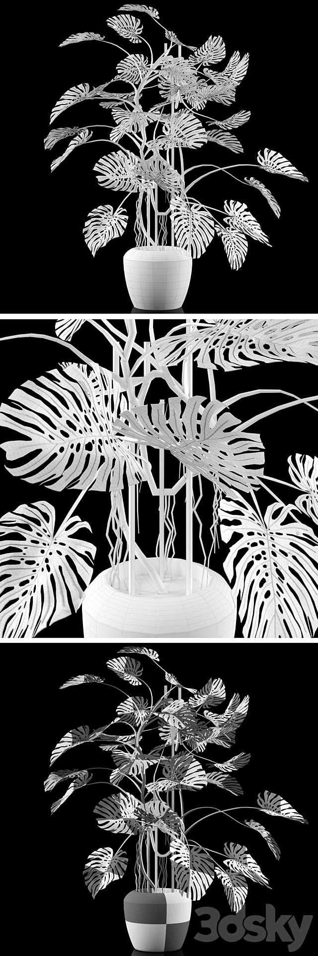 Big Monstera _ Big Monstera 3DSMax File - thumbnail 3