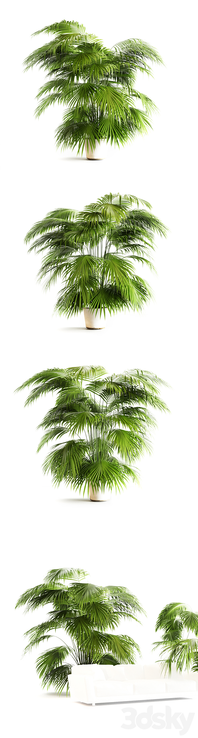 Big palms 3DS Max Model - thumbnail 2