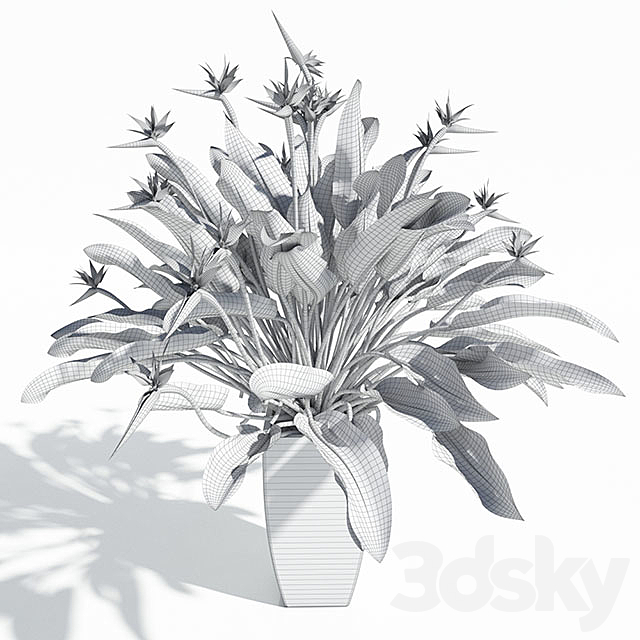 Bird Of Paradise 3DSMax File - thumbnail 2