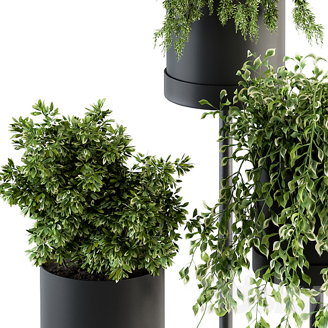 Black Box Plants on stand 07 3DS Max Model - thumbnail 4