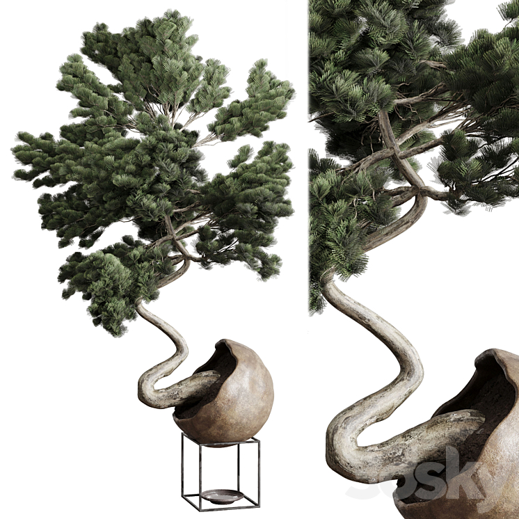 Bonsai 01 3DS Max Model - thumbnail 1