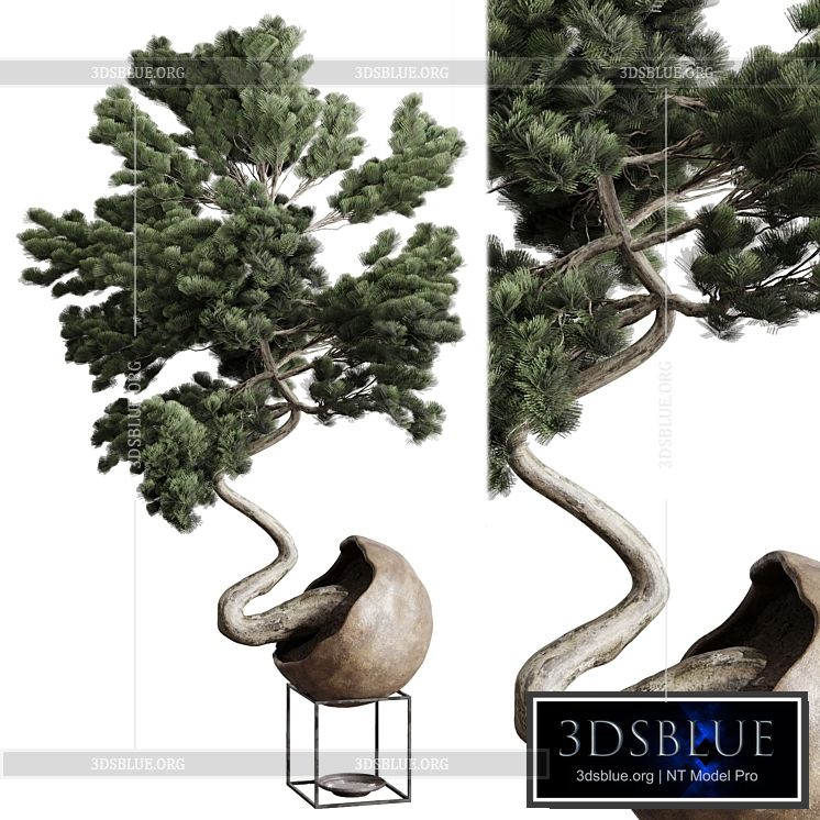 Bonsai 01 3DS Max - thumbnail 3