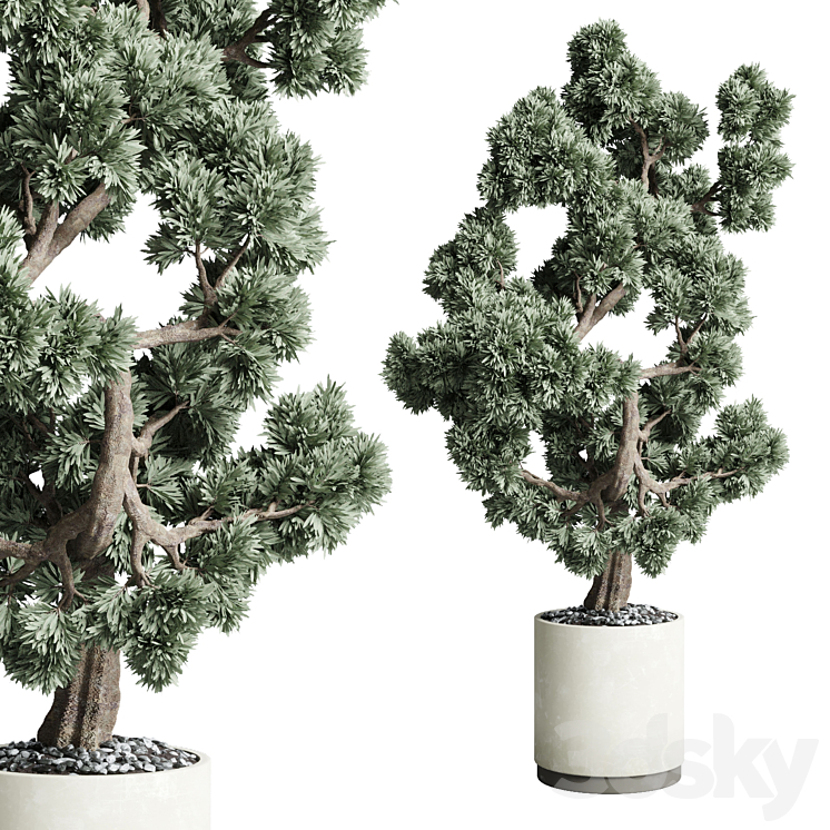 Bonsai 02 3DS Max Model - thumbnail 1