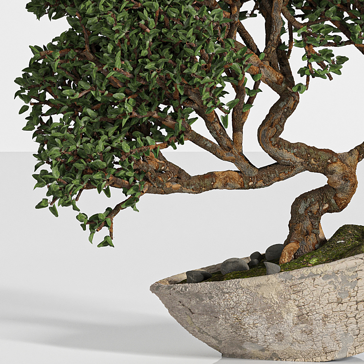 bonsai 04 indoor 3DS Max - thumbnail 2