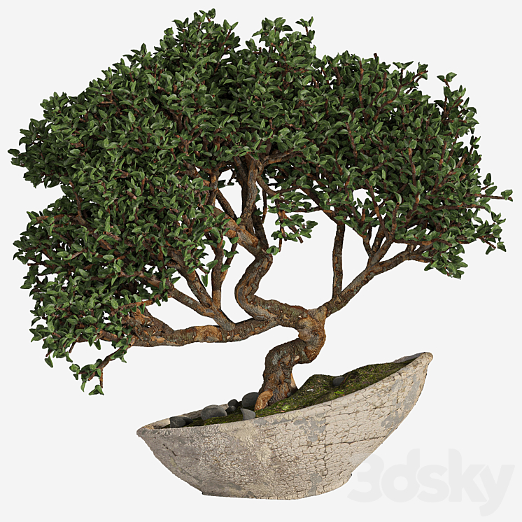 bonsai 04 indoor 3DS Max - thumbnail 1