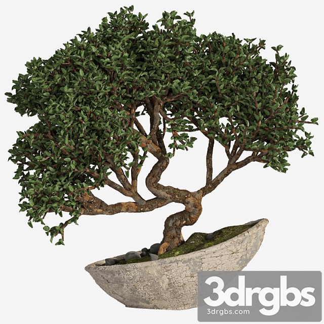 Bonsai 04 Indoor 3dsmax Download - thumbnail 1