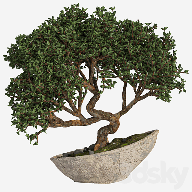 bonsai 04 indoor 3DSMax File - thumbnail 1