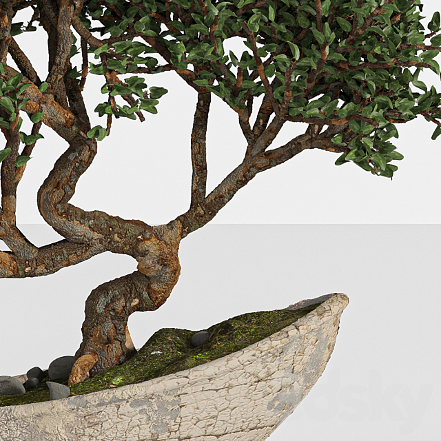 bonsai 04 indoor 3DSMax File - thumbnail 3