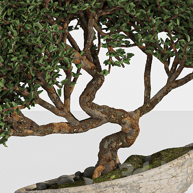 bonsai 04 indoor 3DSMax File - thumbnail 4