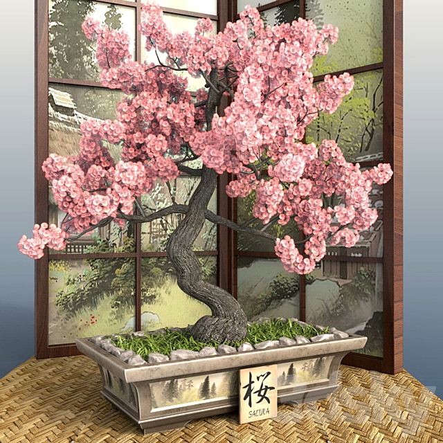 Bonsai 1 – Sakura 3DSMax File - thumbnail 1