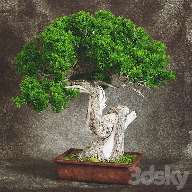 Bonsai 2 3DS Max - thumbnail 1