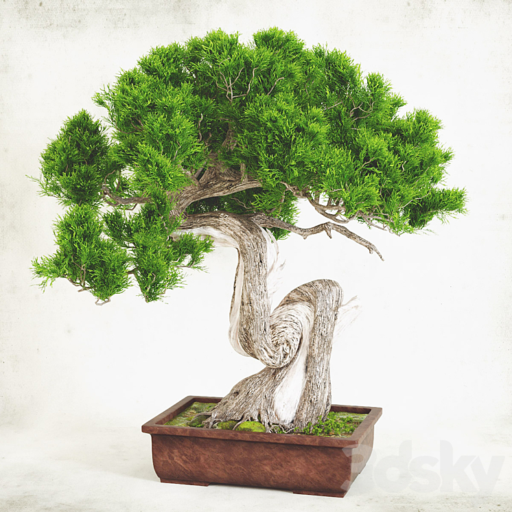 Bonsai 2 3DS Max - thumbnail 2